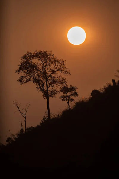 A sun is rising on top of mountain with big tree silhouette background