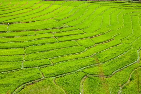 Verde Arroz Terraço Colina Montanha Localizada Norte Thailanbd — Fotografia de Stock