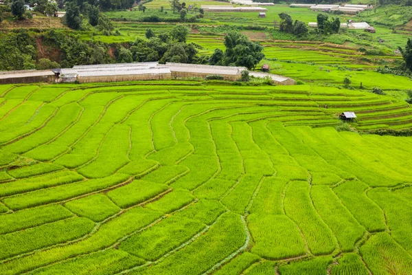Зеленая Рисовая Терраса Холме Горы Расположенной Северу Феанбда — стоковое фото