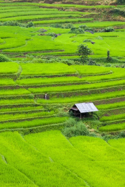 Verde Riso Terrazza Sulla Collina Montagna Situata Nord Thailanbd — Foto Stock