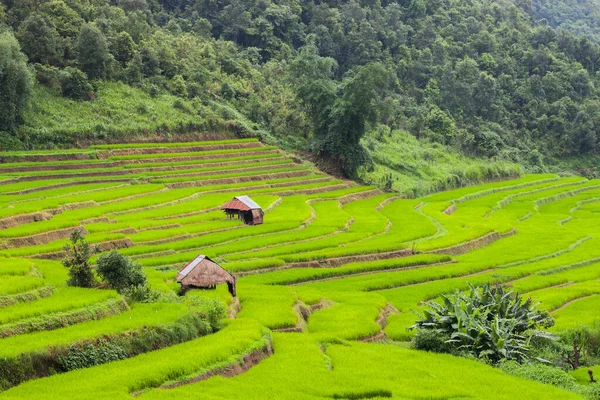 Verde Arroz Terraço Colina Montanha Localizada Norte Thailanbd — Fotografia de Stock