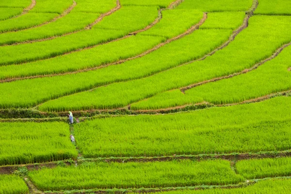 Verde Arroz Terraço Colina Montanha Localizada Norte Thailanbd — Fotografia de Stock