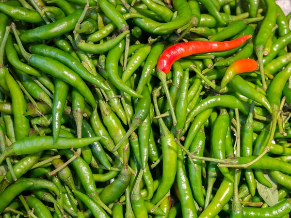 Uma Cobaia Verde Fresca — Fotografia de Stock