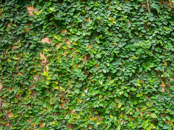 Grünes Blattwachstum Bedeckt Ziegelmauer Als Hintergrund — Stockfoto