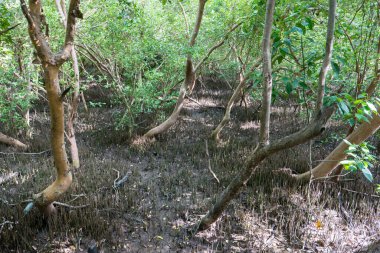 İklim değişti. Kuruyan toprak ve mangrov ormanına dönüştü.