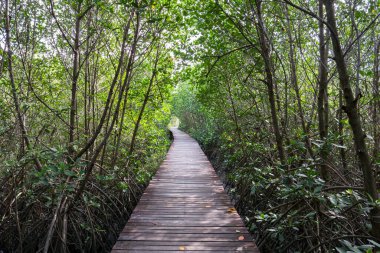 Tahta ağaçlar, Tayland 'ın güneyi olarak Mangrove Ormanı' nı yürüyerek geçerler.