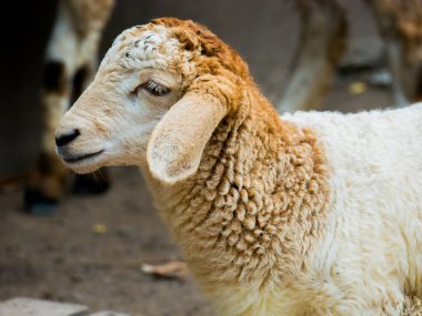 Hayvan sahnesinde koyun kafasının portresi.