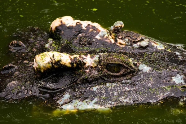 Крупним Планом Голова Крокодила Закриває Кріплення Вздовж Групи — стокове фото