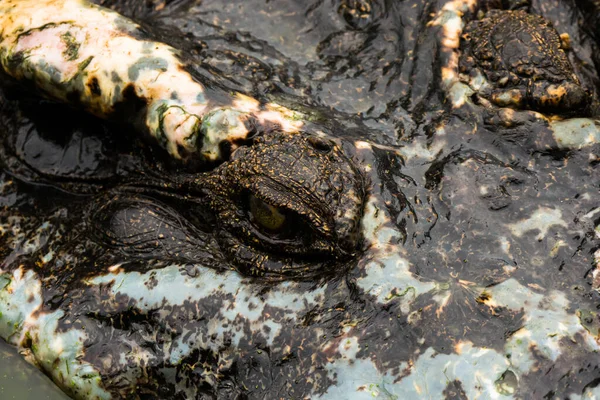 Close Crocodile Head Closing Mount Group — Stock Photo, Image