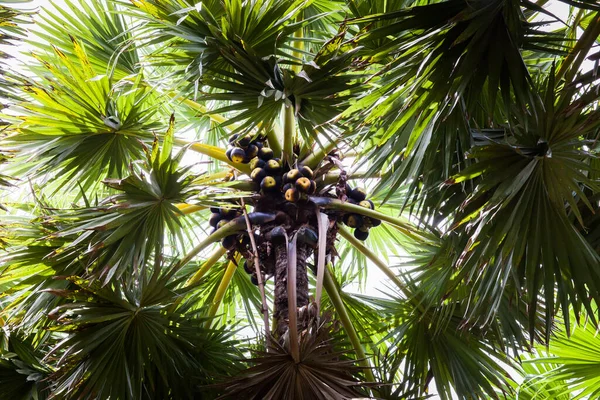 Palmier Toddy Sur Ferme Située Sud Thaïlande — Photo