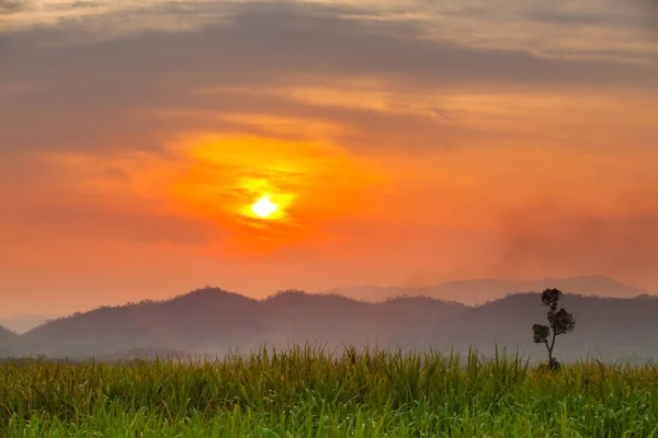 Barevná Obloha Západu Slunce Nad Zelenou Podanou Kukuřičnou Farmu Před — Stock fotografie