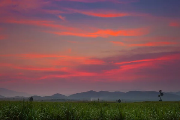 Céu Colorido Por Sol Acima Fazenda Milho Arquivado Verde Frente — Fotografia de Stock