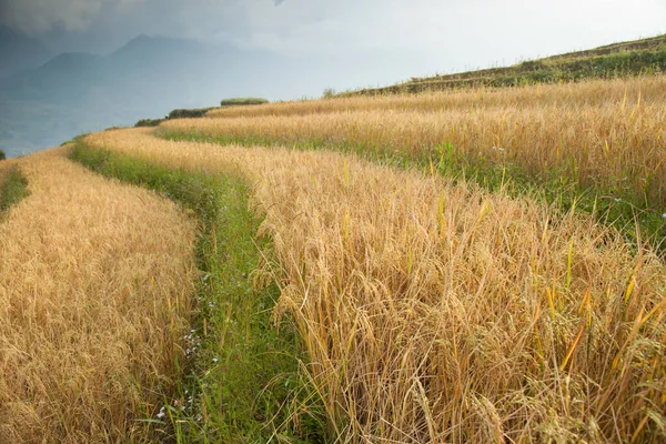 Rýže Zelená Terasa Přední Části Horské Krajiny Pohled Nachází Sapa — Stock fotografie