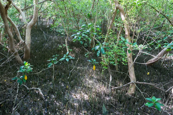 Changements Climatiques Causés Par Dessèchement Sol Des Mangroves — Photo