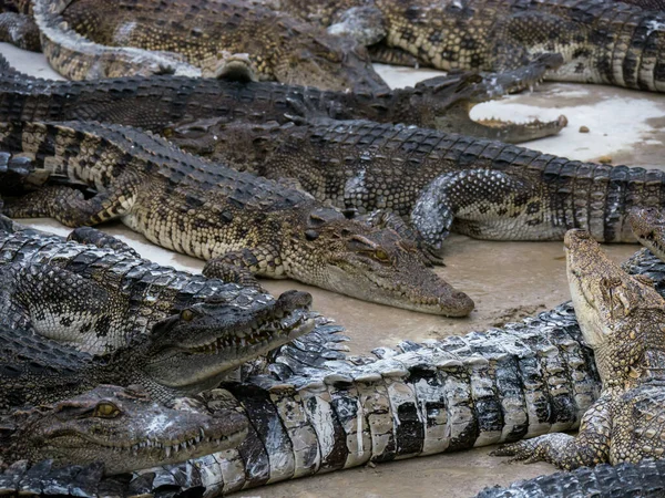 Закрыть Голову Крокодила Закрывает Маунт Вдоль Группы — стоковое фото