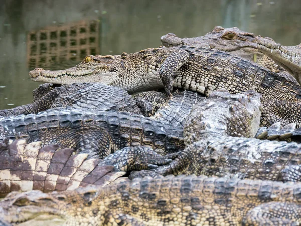 Fechar Cabeça Crocodilo Está Fechando Montagem Longo Grupo — Fotografia de Stock