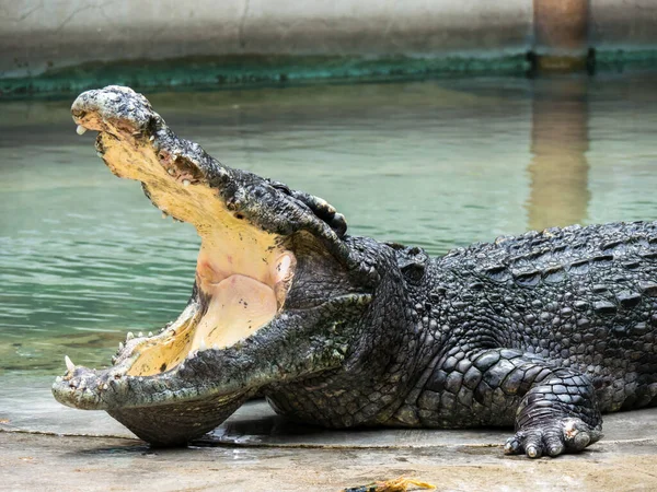 Крупним Планом Голова Крокодила Закриває Кріплення Вздовж Групи — стокове фото