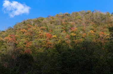 Tayland 'ın kuzeyindeki berrak gökyüzünün altındaki dağdaki büyük renkli ağaçlar.