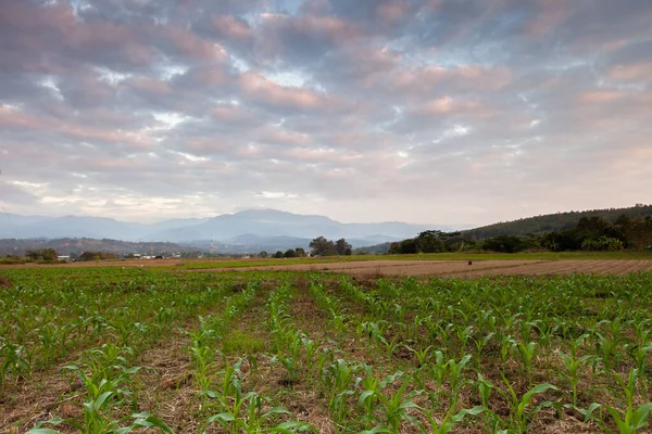 Terrasse Verte Maïs Agricole Face Montagne Sous Ciel Nuageux Coucher — Photo