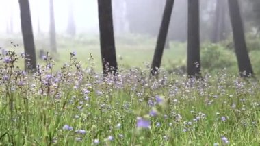 Yağmur mevsiminde dağlarda tatlı mor çiçek tarlaları