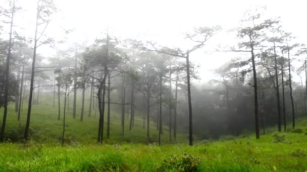 Dulce Campo Flores Púrpura Bosque Temporada Lluvias Montaña — Vídeos de Stock