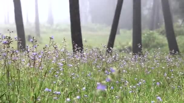 Słodkie Purpurowe Kwiaty Pole Lesie Porze Deszczowej Górze — Wideo stockowe