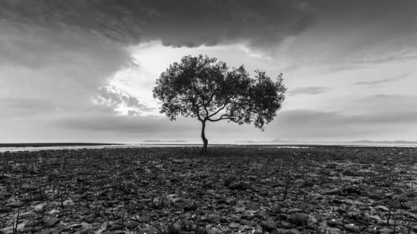 Arbre debout sous le ciel nuageux
