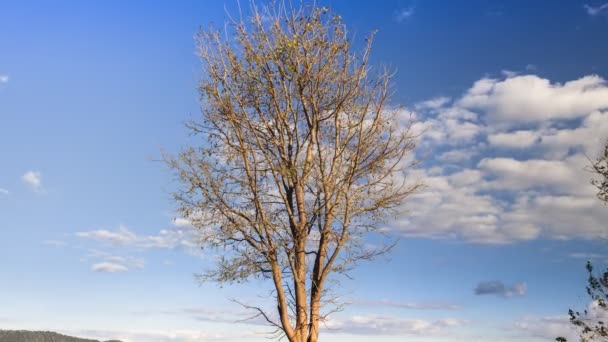 Albero Sono Piedi Sotto Cielo Nuvoloso — Video Stock