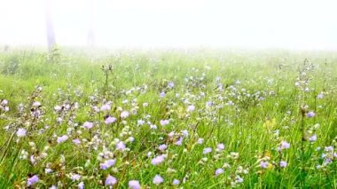 Yağmur mevsiminde dağlarda tatlı mor çiçek tarlaları
