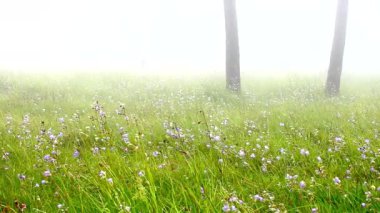 Yağmur mevsiminde dağlarda tatlı mor çiçek tarlaları