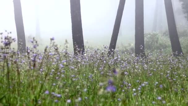 Słodkie Purpurowe Kwiaty Pole Lesie Porze Deszczowej Górze — Wideo stockowe