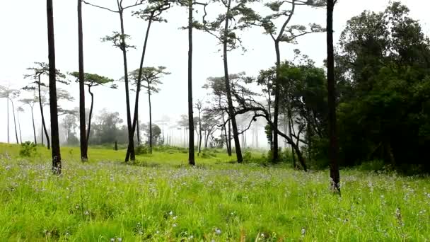 Édes Lila Virágok Mező Erdőben Esős Évszakban Hegyen — Stock videók