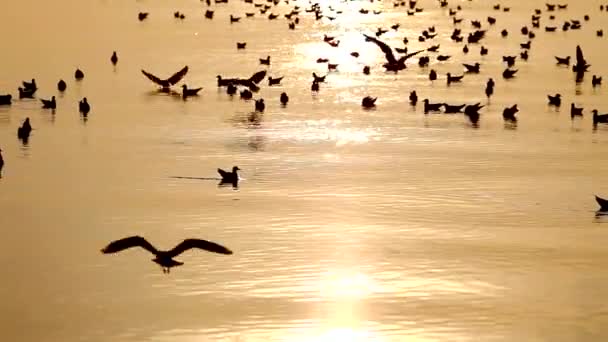 Seagull Πετά Στη Θάλασσα Πολύχρωμο Ηλιοβασίλεμα Αντανακλώντας Στο Νερό Τοποθεσία — Αρχείο Βίντεο