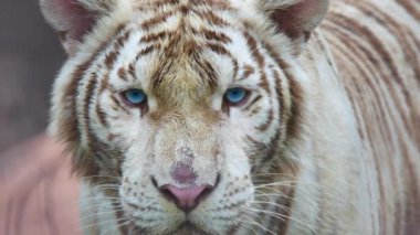 Mavi gözlü beyaz kaplan yüzünü kapat ve kameraya odaklan.