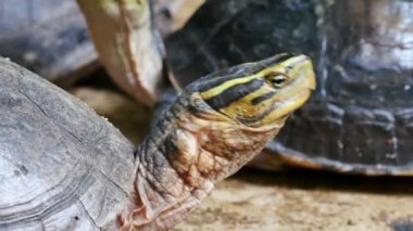 Hareket eden kaplumbağanın yüzünü kapat ve kameraya odaklan. 