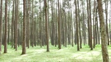 Tayland 'ın kuzeyindeki tepeden tırnağa ormandaki çam ağacı.