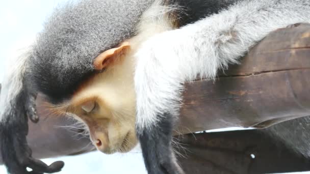 Nahaufnahme Porträt Des Affen Langur Gesicht Das Sich Umschaut — Stockvideo