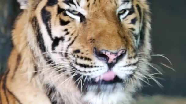 Fechar Rosto Tigre Branco Com Olhos Azuis Concentrar Câmera — Vídeo de Stock