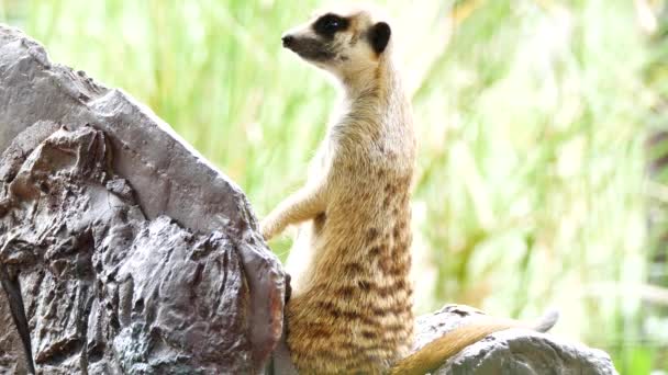 Gros plan portrait visage de meerkat se concentrant sur la caméra et regardant autour