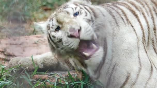 Närbild Vit Tiger Ansikte Med Blå Ögon Koncentrera Sig Kameran — Stockvideo