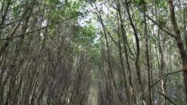 Tall Skogen Från Ner Till Toppen Läge Norr Thailand — Stockvideo