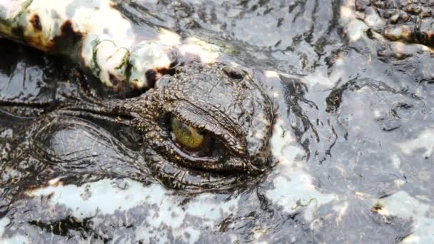 Close Olho Crocodilo Está Fechando Foco Câmera — Vídeo de Stock