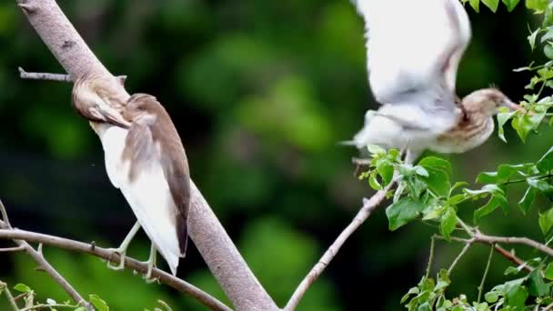 木の背景を持つ枝に立つ鳥は — ストック動画