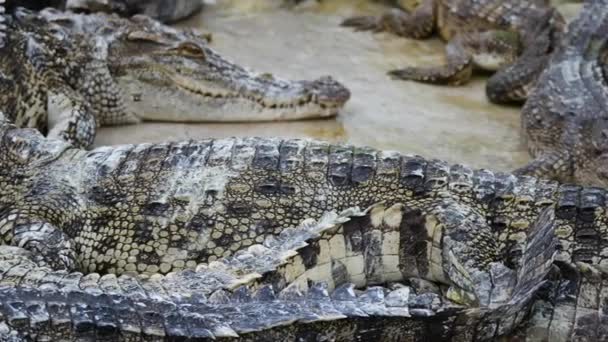 Gros plan groupe de crocodiles sur le sol de ciment dans la ferme