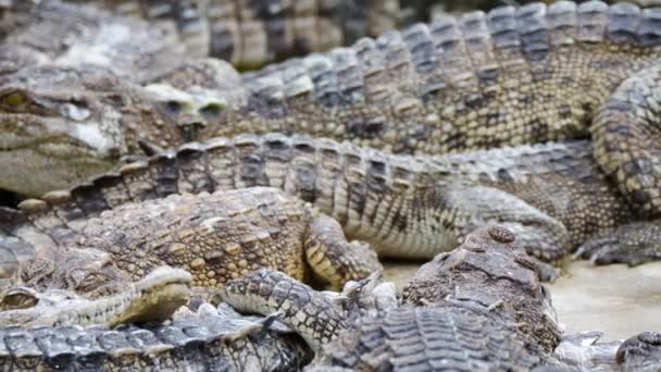 Gros plan groupe de crocodiles sur le sol de ciment dans la ferme