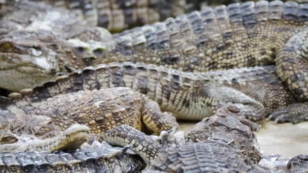 Zbliżenie Grupy Krokodyli Podłożu Cementowym Gospodarstwie — Wideo stockowe