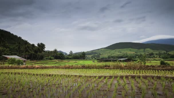 Grüne Reisterrasse Mit Bewölktem Himmel Tropicana Land Nördlich Von Thailand — Stockvideo