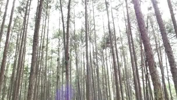 Tall Skogen Från Ner Till Toppen Läge Norr Thailand — Stockvideo