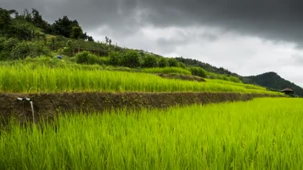 Zielone Pole Tarasu Ryżowego Zachmurzonym Niebem Tropicana Kraju Północ Tajlandii — Wideo stockowe
