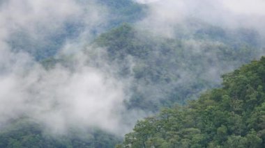 Tayland 'ın kuzeyindeki yeşil orman dağının ardında sisli bir yer var.